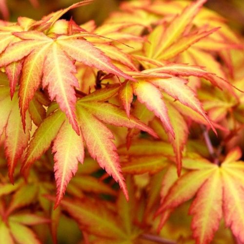acer-palmatum-sango-kaku