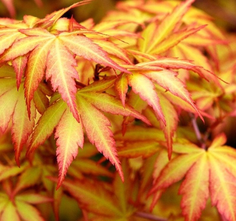 acer-palmatum-sango-kaku