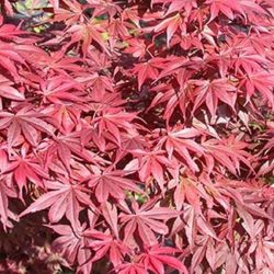 acer-palmatum-skeeter-s-broom