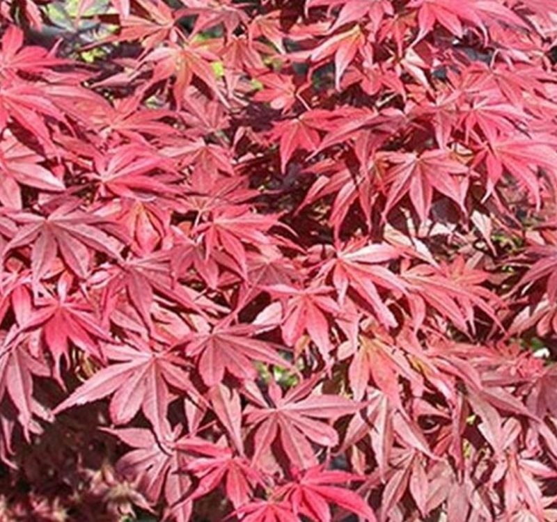 acer-palmatum-skeeter-s-broom
