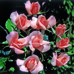 rita-levi-montalcini-