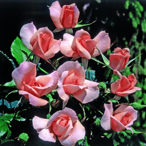 rita-levi-montalcini-