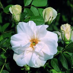 blanc-double-de-coubert