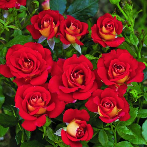 ketchup–mustard (1)