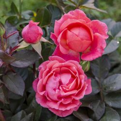 corail-gelee-