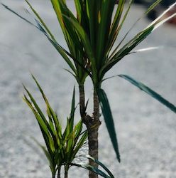 IMG_5779