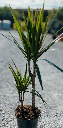 IMG_5779