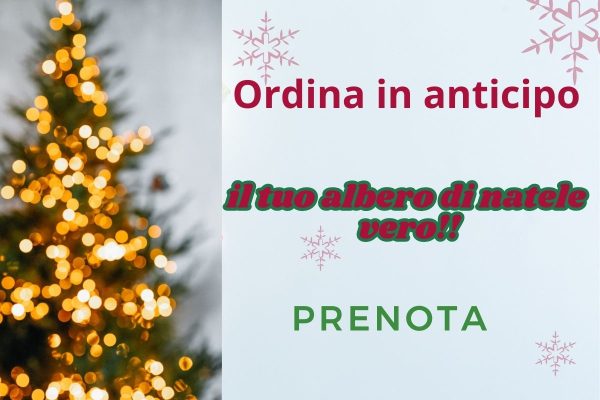Christmas Sale