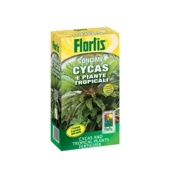 cycas