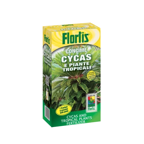 cycas