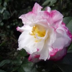 images (1)