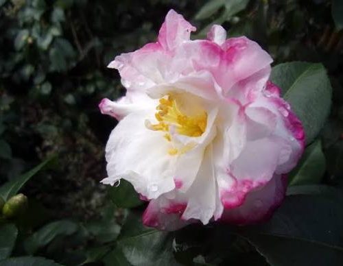 images (1)