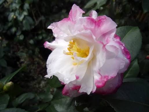 images (1)