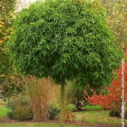 images (13)
