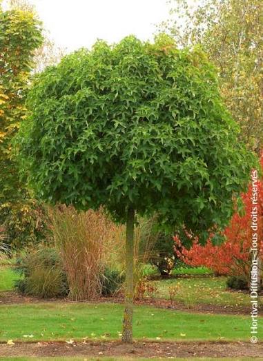 images (13)